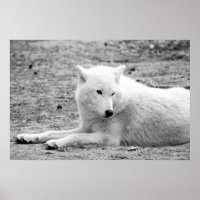 Arctic wolf - white wolf