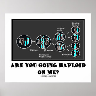 Are You Going Haploid On Me? (Meiosis Humour) Poster