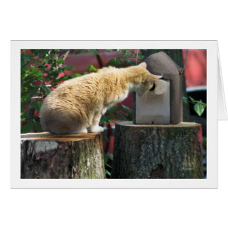 Are you home? asks the cat