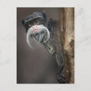 Are You My Barber? Postcard