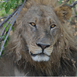 Are You Talking To Me! Lion Stare. T-Shirt