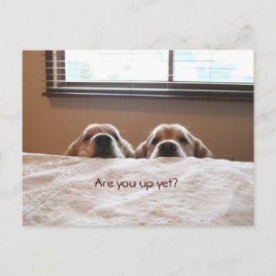Are You Up Yet Golden Retriever Postcard