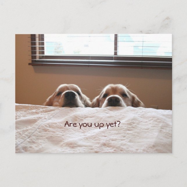 Are You Up Yet Golden Retriever Postcard (Front)