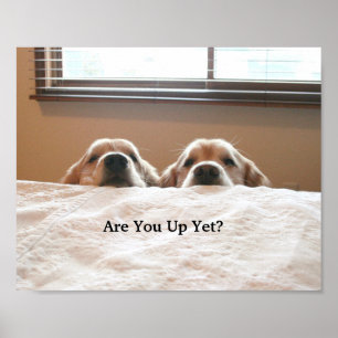 Are You Up Yet? Golden Retriever Poster