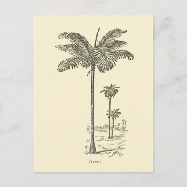 Arec, type of Palm tree Postcard (Front)