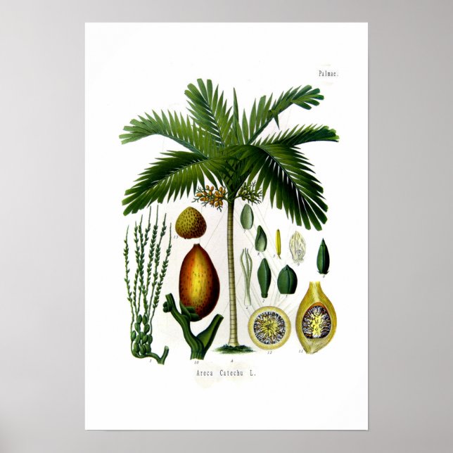 Areca catechu (betel nut palm) poster (Front)