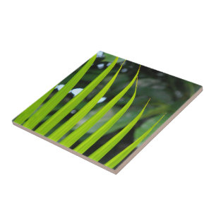 Areca Palm Frond Tile