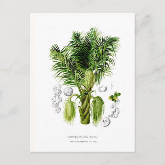 Arenga sacchifera postcard