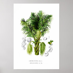 Arenga sacchifera poster