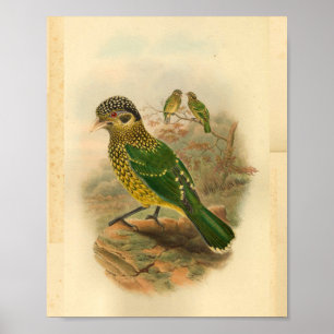 Arfak Cat Bird Green Yellow Vintage Print