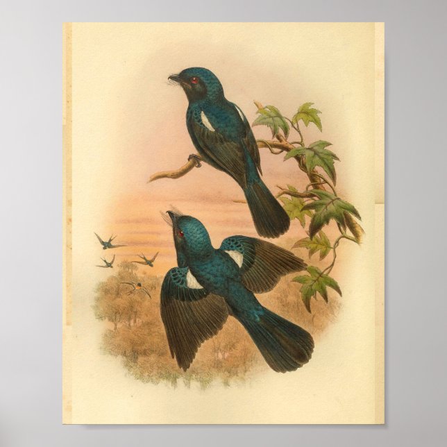 Arfak Drongo Blue Vintage Cat Bird Print (Front)