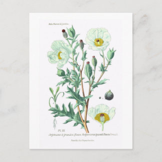 Argemone grandiflora postcard