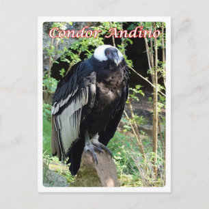 Argentina - Condor Andino - Postcard