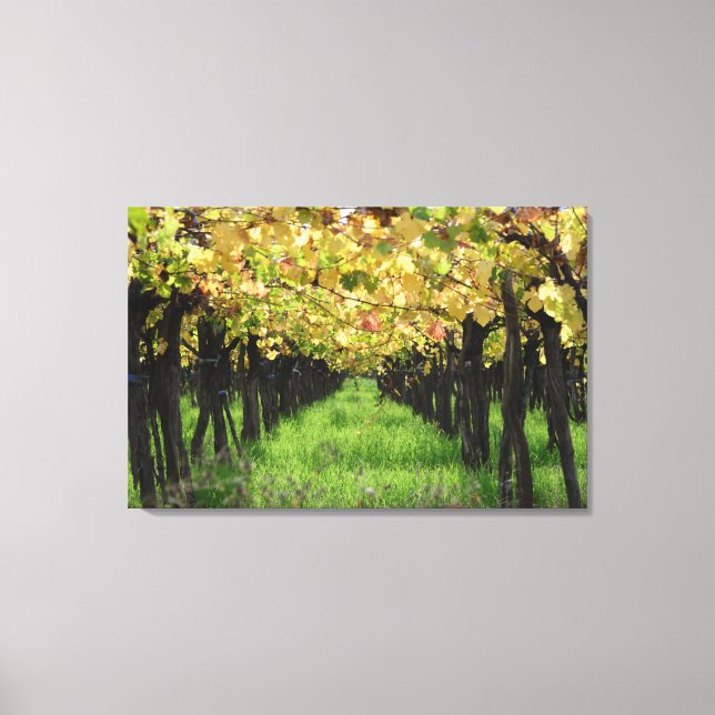 Argentina, Mendoza, Row Of Grape In Vineyard Canvas Print (Front)