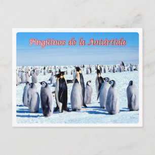 Argentina - Pingüinos de la Antártida - Postcard
