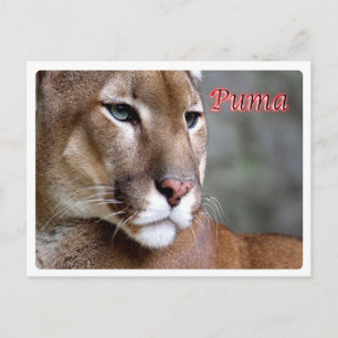 Argentina - Puma - Postcard