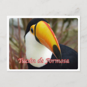 Argentina - Tucán de Formosa - Postcard