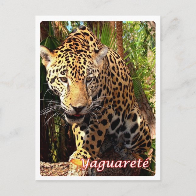 Argentina - Yaguareté - Postcard (Front)