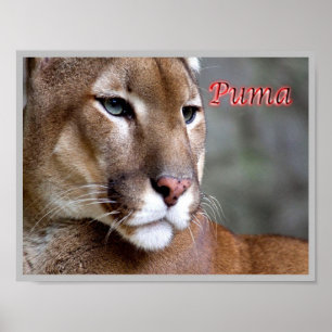 Argentine Puma - Poster