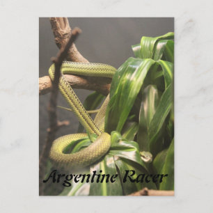 Argentine Racer Snake Postcard