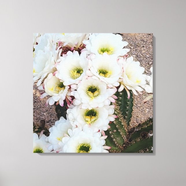  Argentine Saguaro Flowers  Canvas Print (Front)