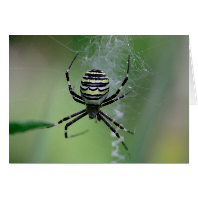 Argiope bruennichi (Front Horizontal)