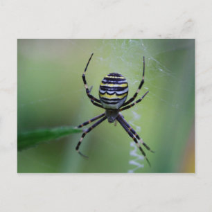Argiope bruennichi postcard