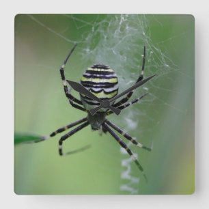 Argiope bruennichi square wall clock