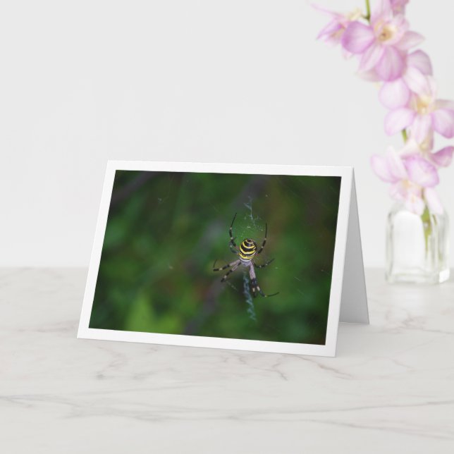 Argiope bruennichi, Wasp Spider, Orb-weaver Card (Orchid)