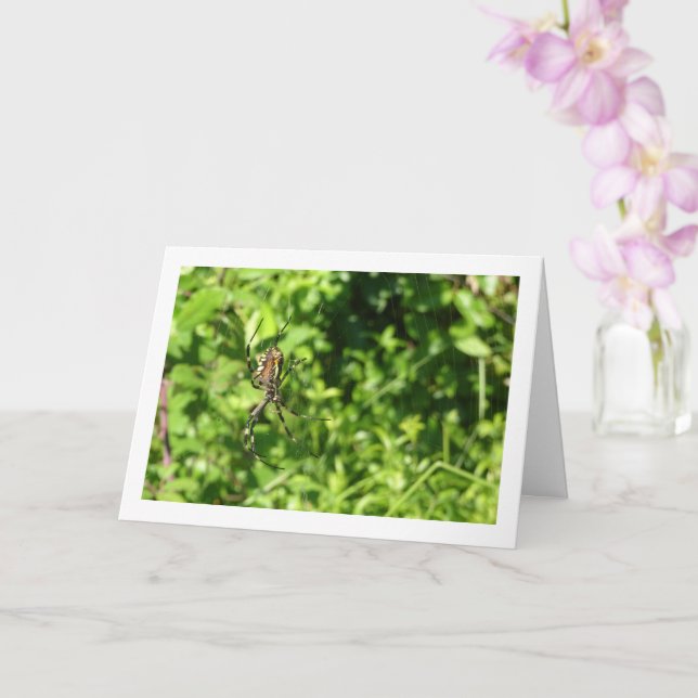 Argiope bruennichi, Wasp Spider, Orb-weaver Card (Orchid)