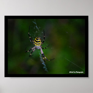 Argiope bruennichi, Wasp Spider, Orb-weaver Poster
