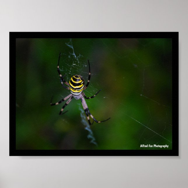 Argiope bruennichi, Wasp Spider, Orb-weaver Poster (Front)