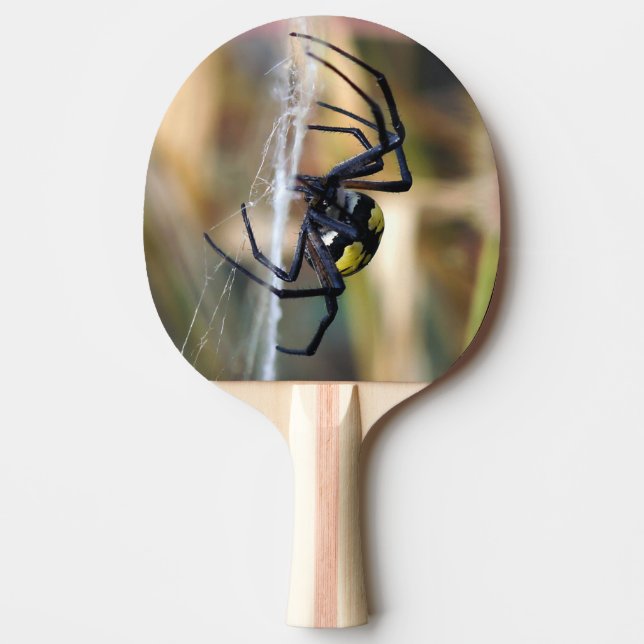 Argiope Garden Spider Ping Pong Paddle (Front)
