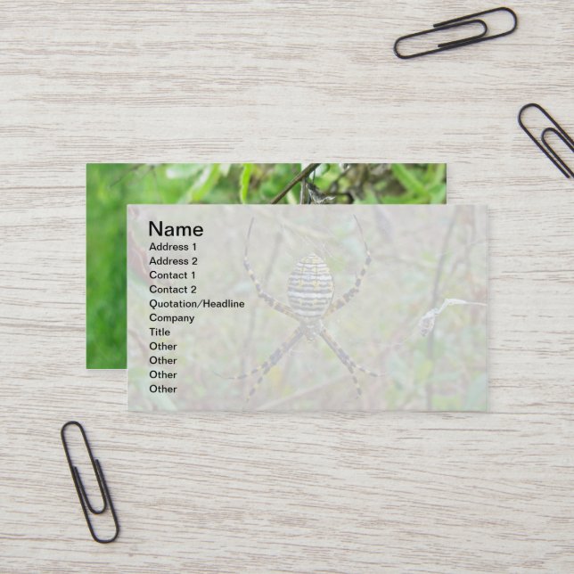 Argiope Orb Weaver Spiders Business Card (Front/Back In Situ)