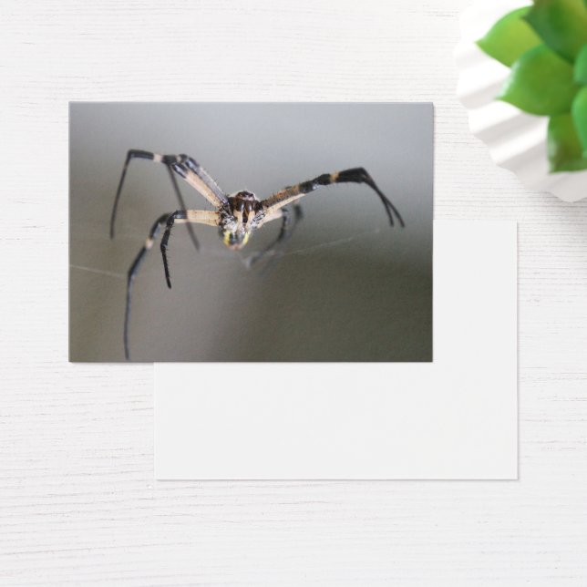 Argiope Spider Lover Gift (Desk)