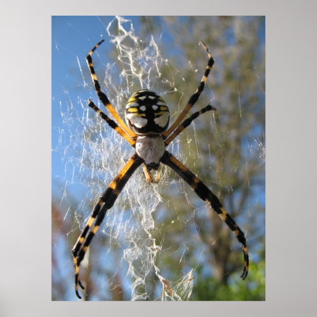 Argiope Spider Poster (Front)