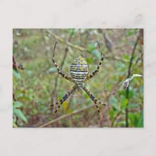 Argiope trifasciata Orb Weaver Spider Postcard