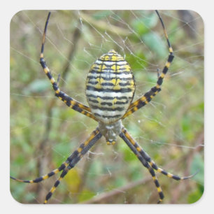 Argiope trifasciata Orb Weaver Spider Square Sticker