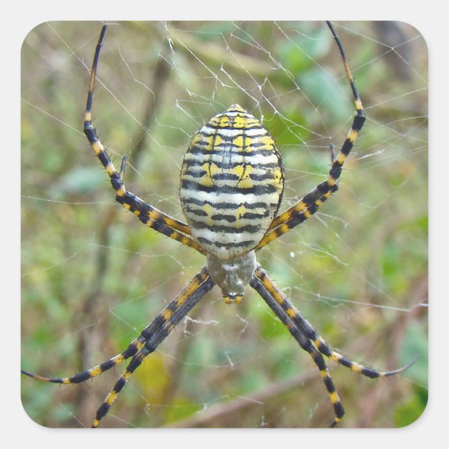 Argiope trifasciata Orb Weaver Spider Square Sticker (Front)