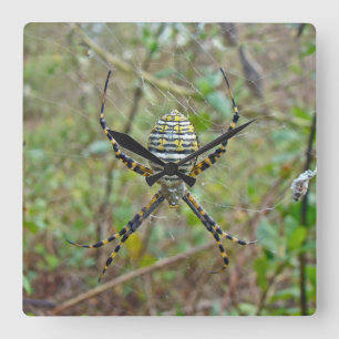 Argiope trifasciata Orb Weaver Spider Square Wall Clock