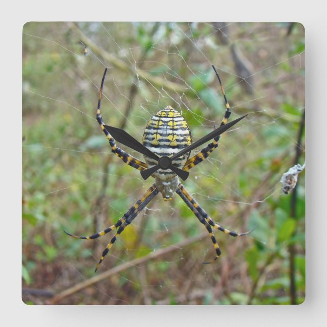 Argiope trifasciata Orb Weaver Spider Square Wall Clock (Front)