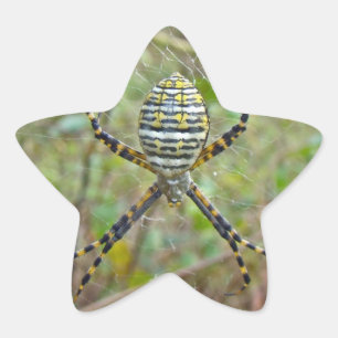 Argiope trifasciata Orb Weaver Spider Star Sticker