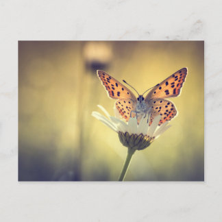 Argus Butterfly Postcard