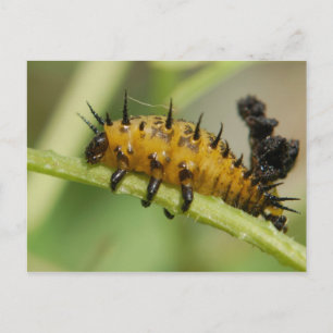 Argus Tortoise Shell Beetle Larva Postcard