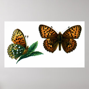 Argynnis aglaja poster