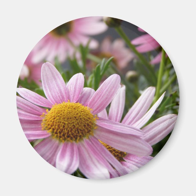 Argyranthemum frutescens Marguerite Daisies Magnet (Front)