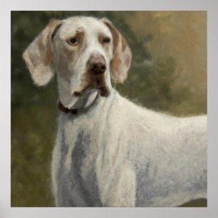 Ariege Pointer - Dog Portrait Poster