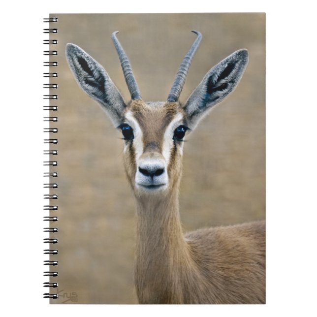 Ariel Notebook (Front)