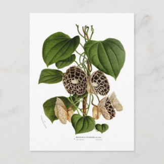 Aristolochia duchartrei postcard