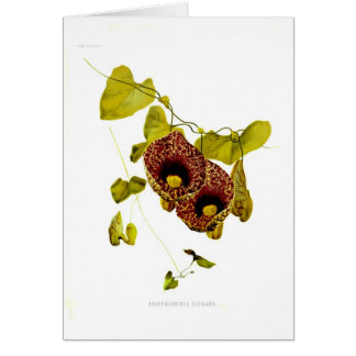 Aristolochia elegans